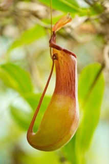 Pitchter plant hybrid (Nepenthes alata x ventricosa)