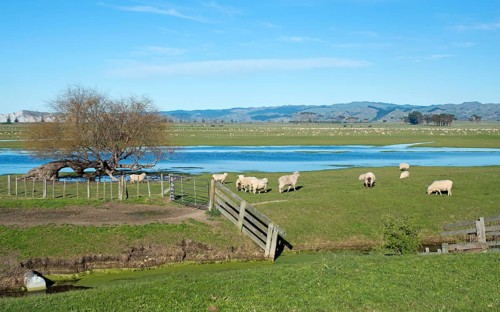 Sheep pen in Gisborne