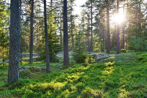 Pine forest
