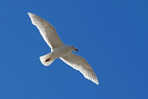Glaucous Gull (Larus hyperboreus) in flight
