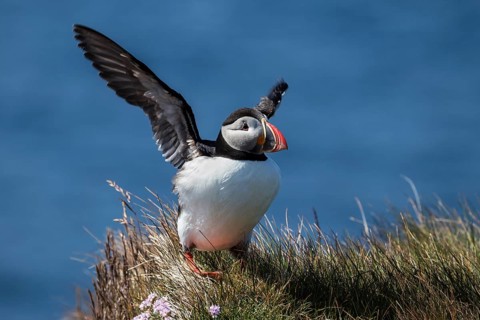 Puffin (Fratercula arctica)