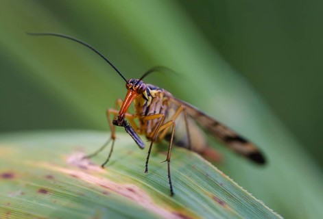Common scorpionfly (Panorpa communis) with prey