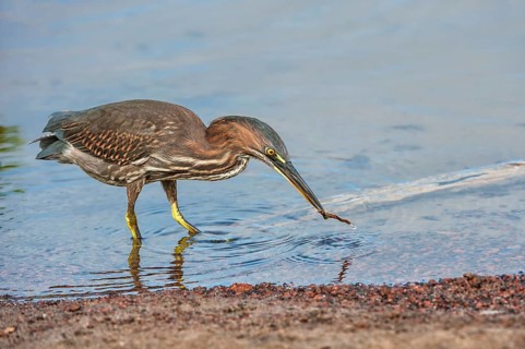Striated Heron (Butorides striata)