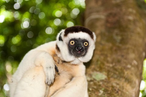 Verreaux's Sifaka (Propithecus verreauxi)