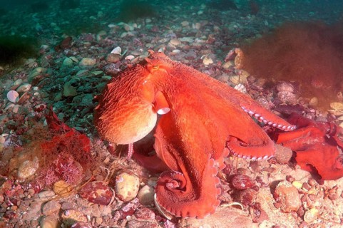 Giant Pacific Octopus