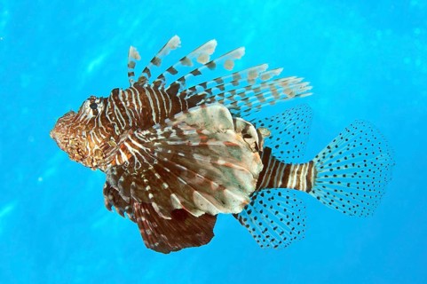 Red Lionfish (Pterois volitans)
