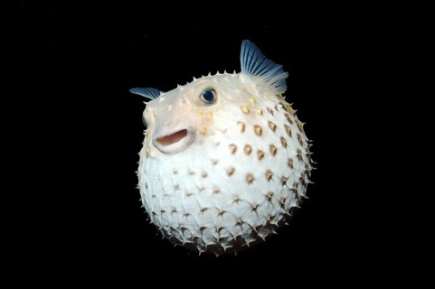 Spotted Porcupinefish (Diodon hystrix)