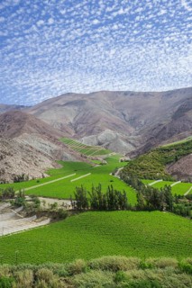 Vineyards in the Valle del Elqui