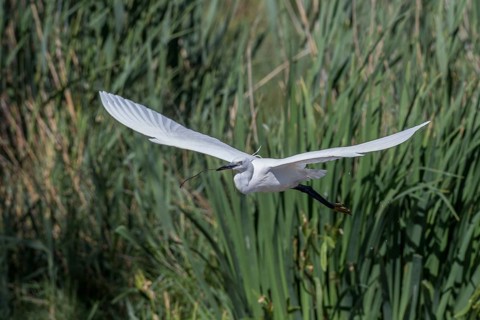 Flying Little Egret (Egretta garzetta)