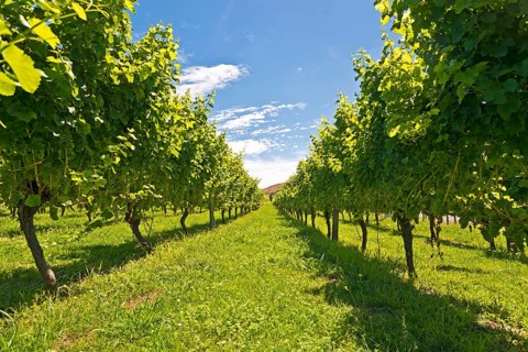 Vines in a vineyard near Gisborne