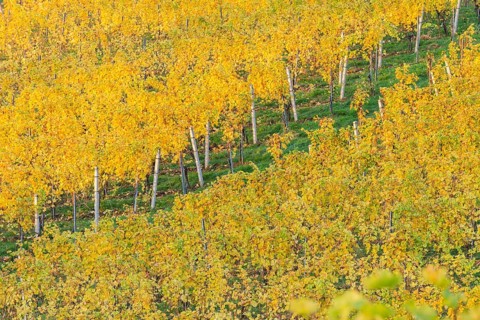 Autumnal vineyard in morning light