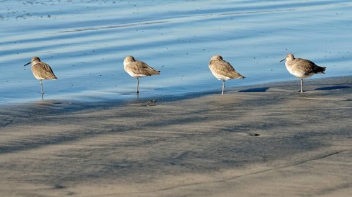 Willets (Tringa semipalmata) in the intertidal zone