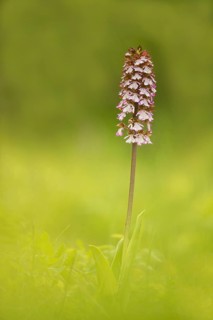 Lady Orchid (Orchis purpurea)