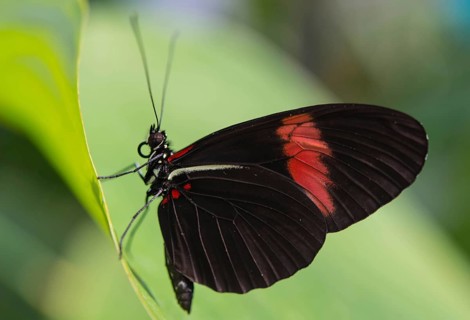 Postman Butterfly or Common Postman (Heliconius melpomene)