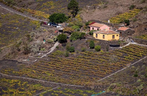 Grapevines growing on black lava soil
