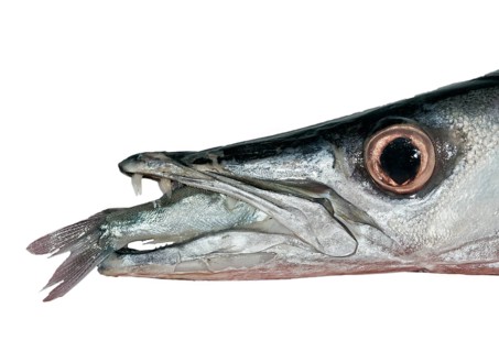 Great Barracuda (Sphyraena barracuda) with a sardine in its mouth