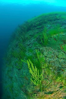 Demosponge (Lubomirskia baicalensis)