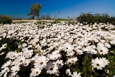 Meadow covered with Cape Marigolds or African Daisies (Osteospermum ecklonis)
