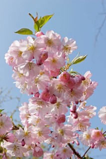 Blooming Japanese Cherry