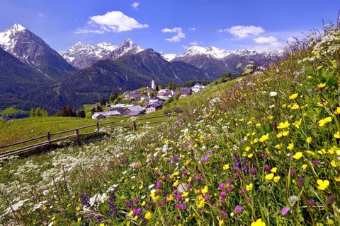 Meadow flowers against Ftan in the Lower Engadin
