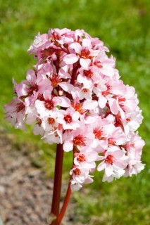 Elephant-eared saxifrage (Bergenia purpurascens)