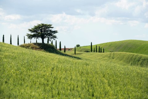 Cypresses and a cedar tree