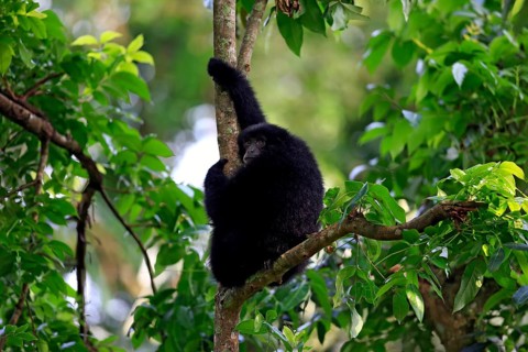 Siamang (Symphalangus syndactylus)