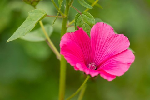 Annual mallow (Lavatera trimestris)