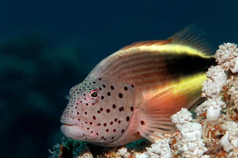 Black-sided hawkfish (Paracirrhites forsteri) on stony coral