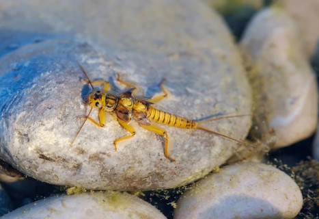 Larvae of a stonefly (Plecoptera) on stone in shallow water