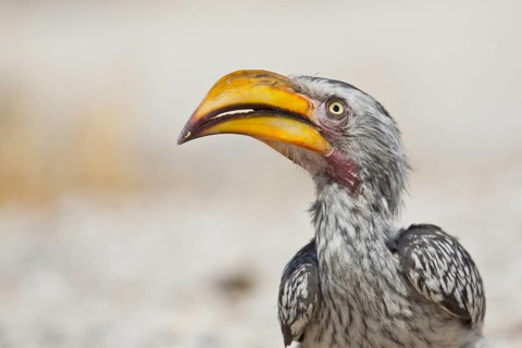 Southern Yellow-billed Hornbill (Tockus leucomelas)