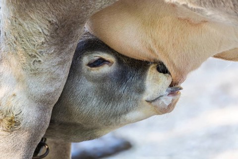Suckling calf of a Domestic Cattle (Bos primigenius taurus)