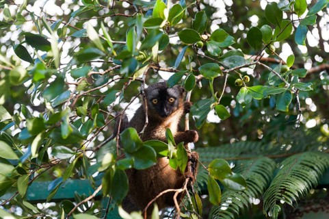 Red-fronted Lemur (Eulemur rufifrons)