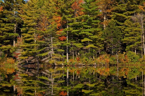 Forest being reflected in beaver pond in autumn