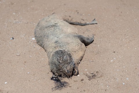 Dead seal pup