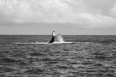 Humpback Whale (Megaptera novaeangliae)
