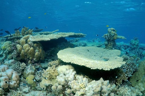 Coral reef in Ras Muhammad National Park