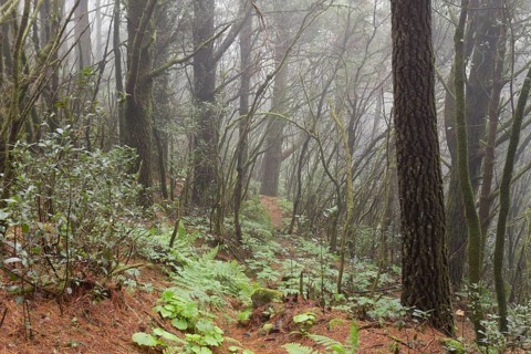 Cloud forest