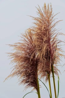 Bamboo grass (Pogonatherum paniceum) on the Pacific Coast