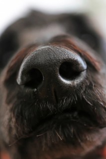 Dog's nose