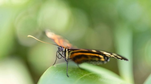 Heliconius xanthocles butterfly
