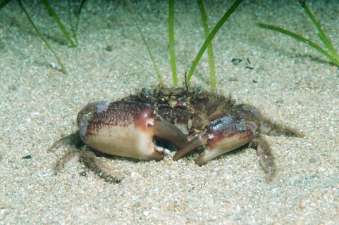 Bristly Crab