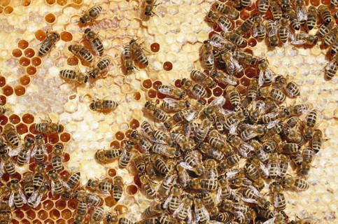 Honey Bees (Apis mellifera) on a honeycomb with partially capped cells