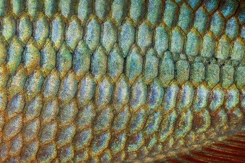 Scales of a Jewel Rainbow Fish or Banded Rainbowfish (Melanotaenia trifasciata)