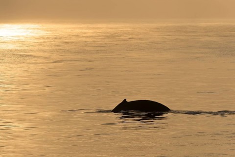 Humpback Whale (Megaptera novaeangliae)