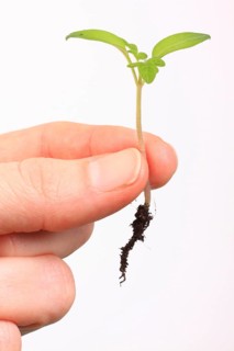 A hand holding the seedling of a Tomato (Solanum lycopersicum)