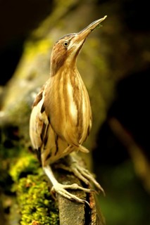 Little Bittern (Ixobrychus minutus)