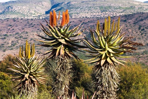 Cape Aloe (Aloe ferox)