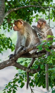 Rhesus monkeys (Macaca mulatta) grooming