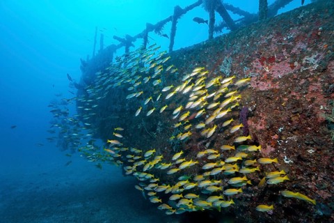 School of Bigeye Snappers (Lutjanus lutjanus)